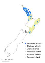 Blechnum molle distribution map based on databased records at AK, CHR & WELT.
 Image: K.Boardman © Landcare Research 2020 CC BY 4.0